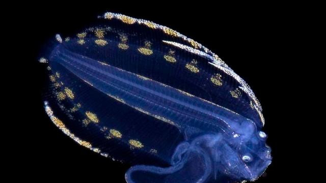 海底一万米会有巨型生物存在吗？科学探索给出答案：不可能