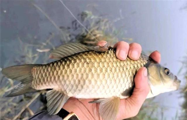 |为何涨水好钓鱼、退水难钓鱼？野河走水如何垂钓？在哪些位置好钓