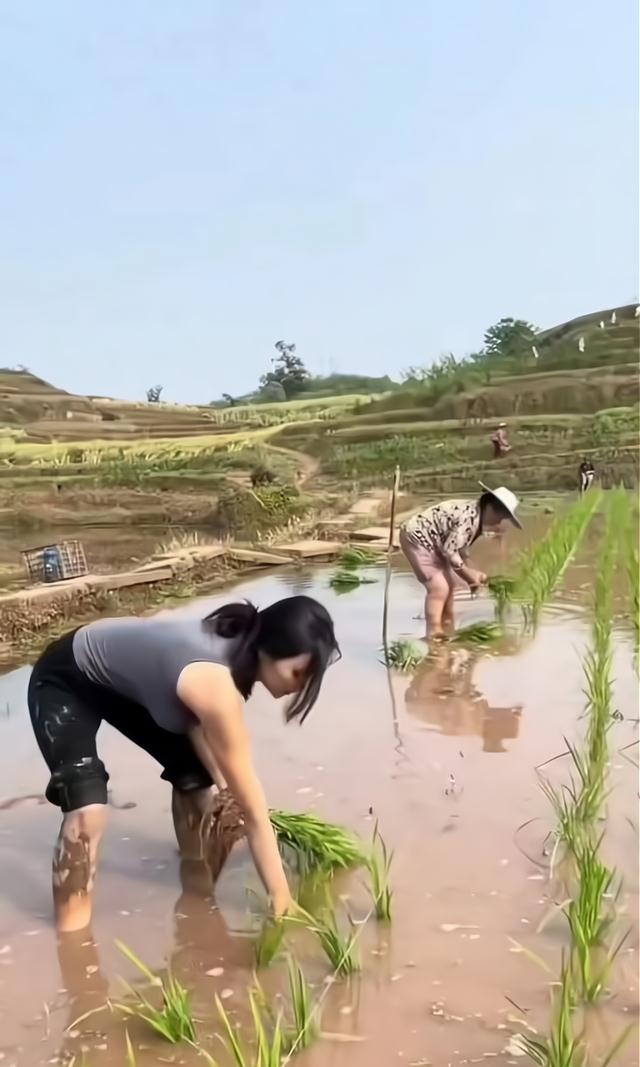 女子心事重重在田间插秧,一旁的母亲担心她,网友:女孩受了情伤