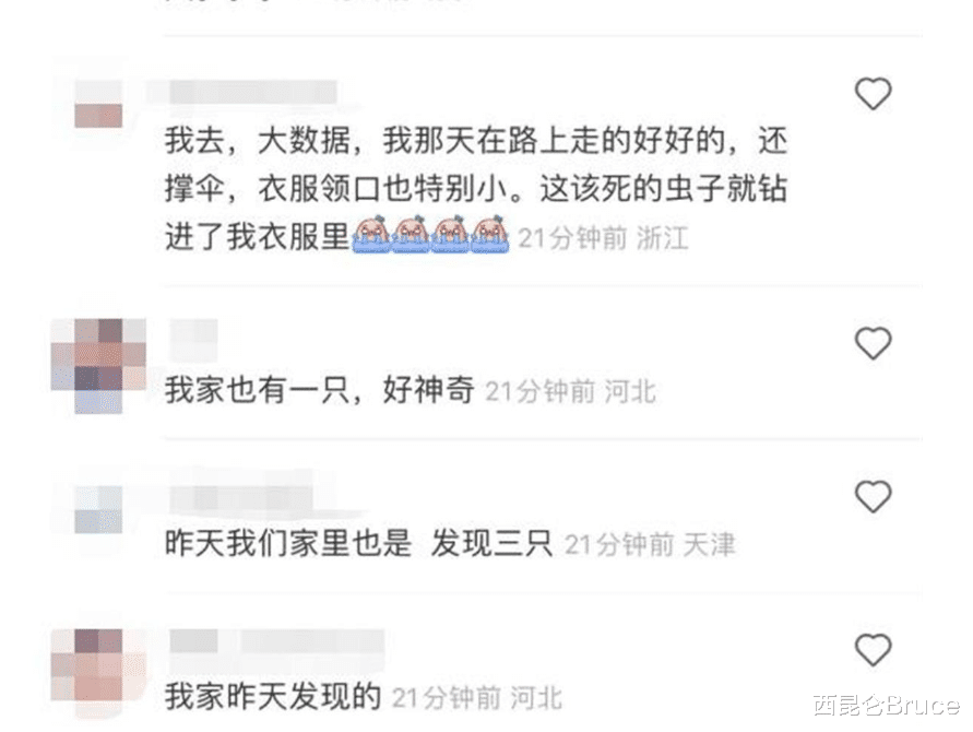 灾害将至的预兆吗?京津冀地区出现不明黑色昆虫,是否对人体有害