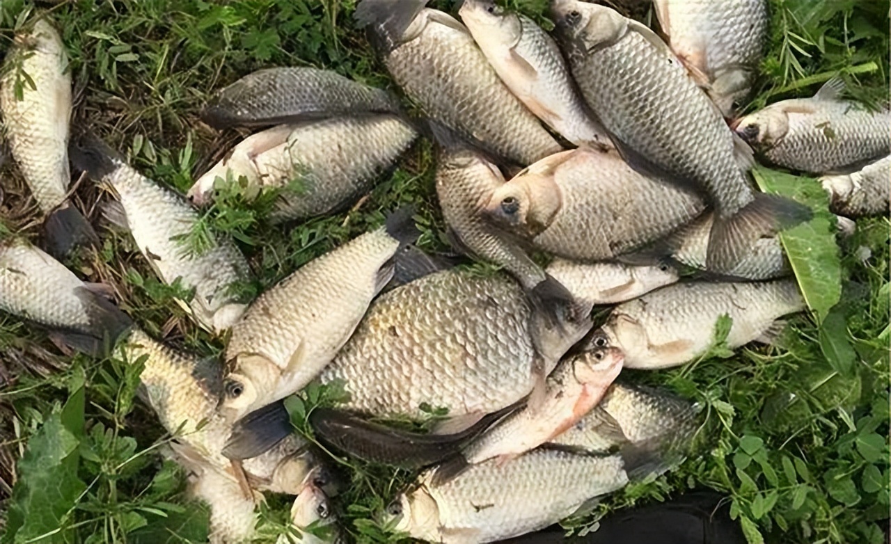 |野钓怎么提高鱼获？这些技巧一定要掌握