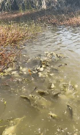 安徽|安徽男子野塘钓鱼一天无口,快走时鱼全浮出水面,网友:嘲讽你呢