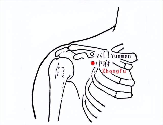 穴位|经络穴位，一日一学——中府，胸闷咳喘中府收！