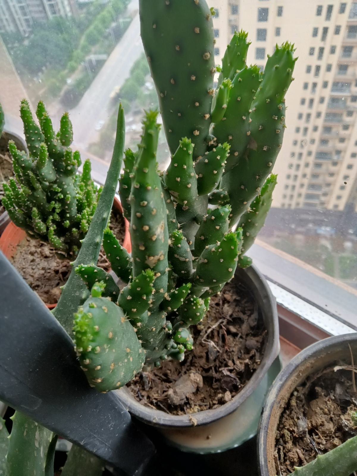 室内养花别乱放,避开这5个“雷区”,否则养一盆枯一盆