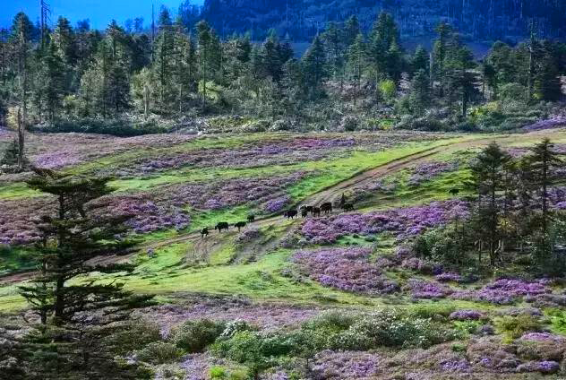 香格里拉|香格里拉大四赏花地，秋天仅剩一处绝美