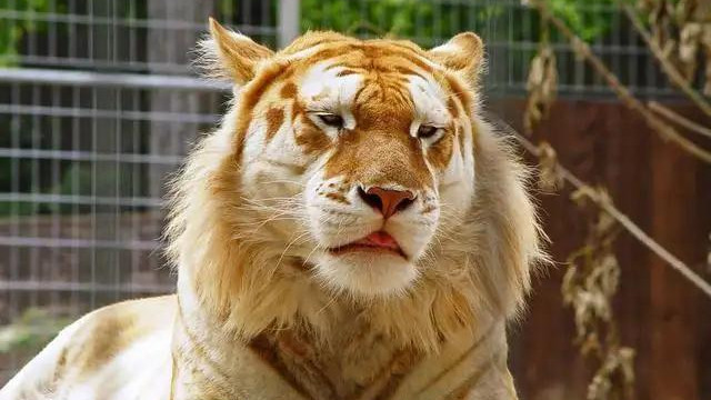 狮子和老虎不止能繁殖，还能生下两种后代，它们有何差异？