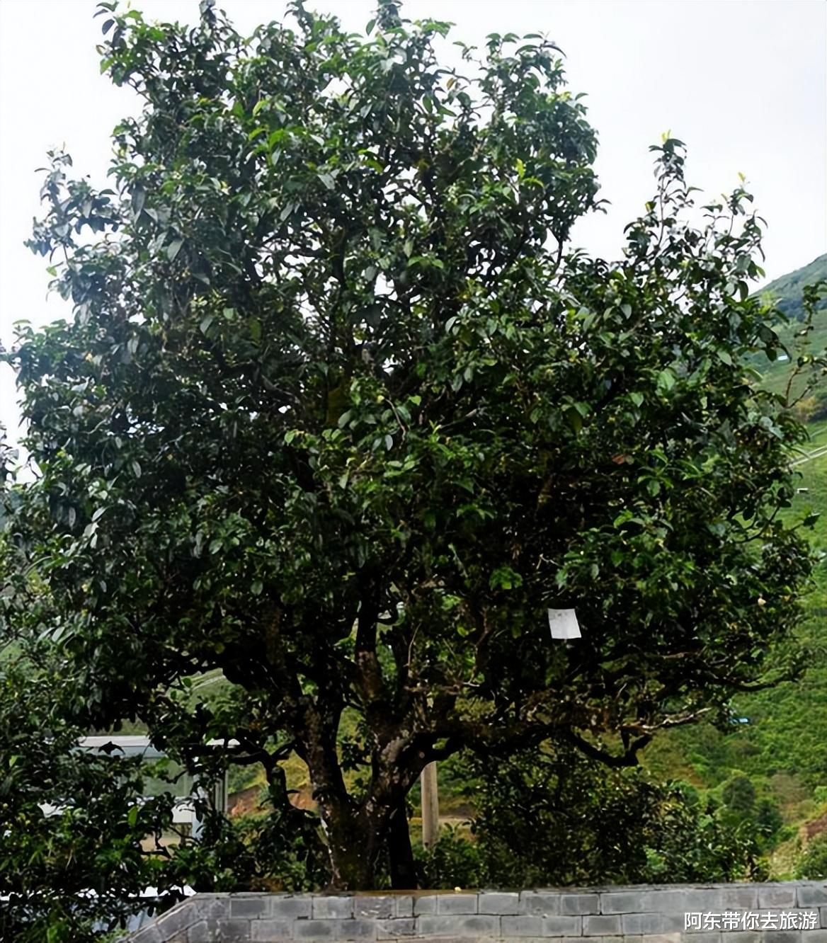 云南|大山深处的“云南第一村”冰岛村，人口不到300人，有6万株古茶树