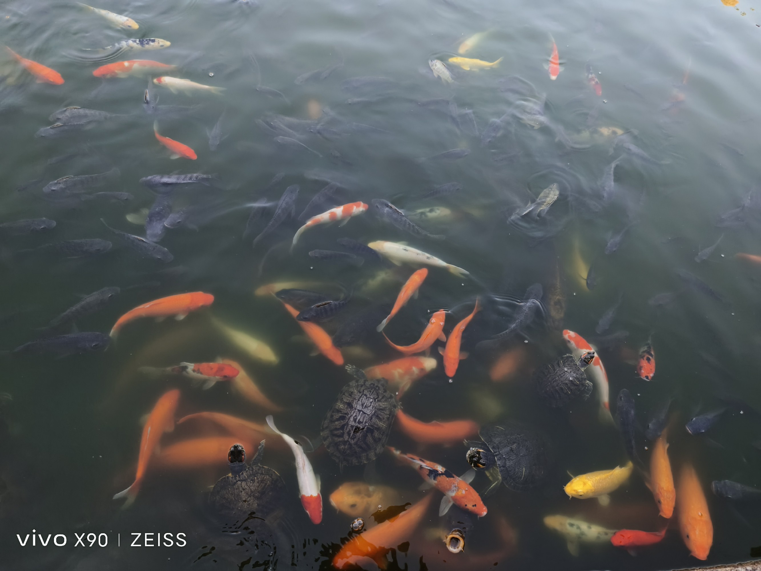 小米科技|这个标准版有些超纲，vivo X90 十天影像体验