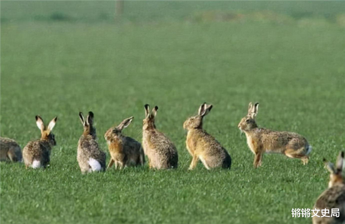 澳洲100亿野兔“泛滥成灾”，体重达百斤，当地人为何不吃？