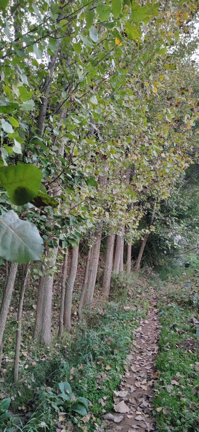 昭通|重走来时的路！云南昭通乐居镇周家口子村散步记