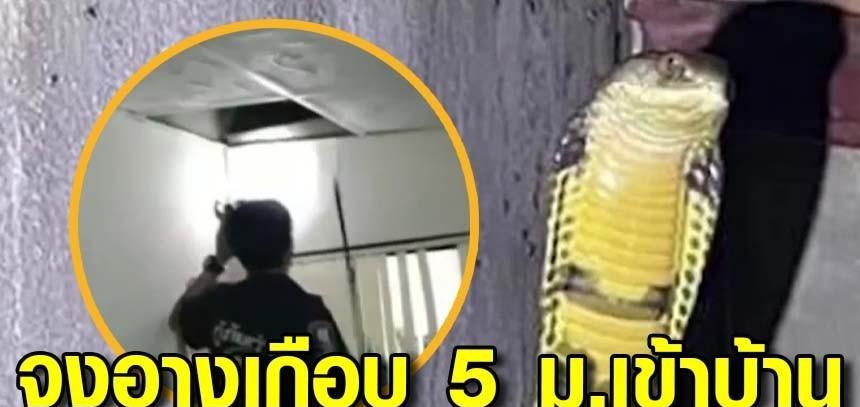 泰国4米眼镜蛇爬进民居吓坏屋主