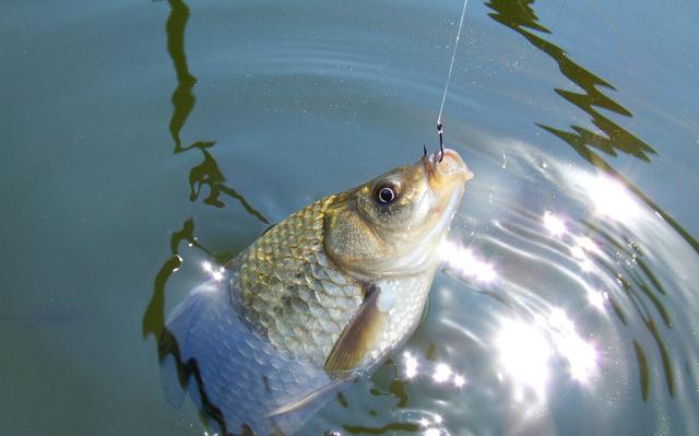 饵料|入冬爆护很难?合格钓鱼佬必知的三大经验,让你随时了解鱼的动向