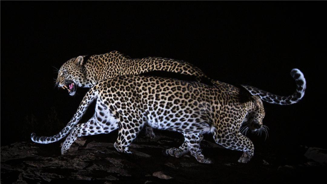 豹子为什么要“黑化”？非洲黑豹照片的出现，使争论升级