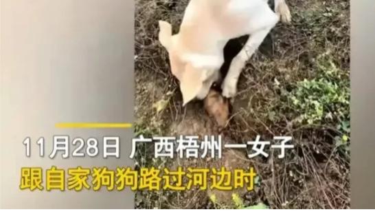 广西梧州，一女子带着自家狗狗在河边散步，突然狗狗像发现了宝贝似的