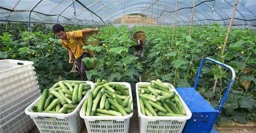 蔬菜|今年冬天，建议家家户户常备以下四样东西，你准备好了吗？