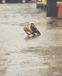 黄心颖|黄心颖承认与男友已同居！自曝与TVB正式完约