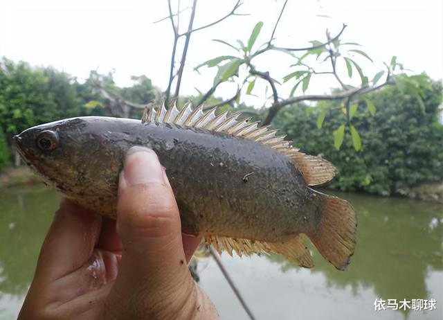 广西|罕见！广西几十条鱼“爬行搬家”，“大白”在做核酸途中为它让路