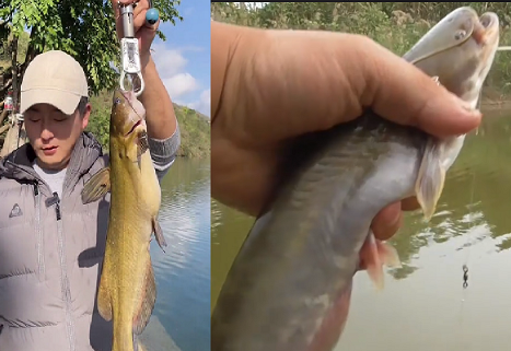 广西|广西钓友钓到3斤重黄辣丁,北方钓友认为不可能,这是真的? 假的?