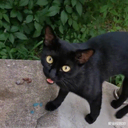 那只自己钻进猫包，被宠物猫驱赶也不离开的流浪猫，终于有家了