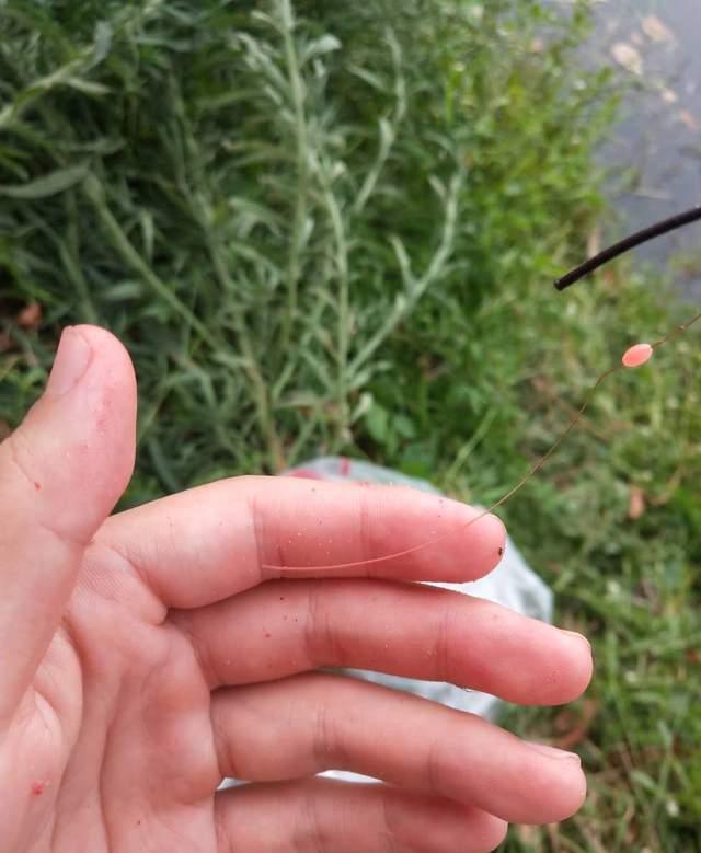饵料|盘点钓鱼走过的那些坑，专门收割新手