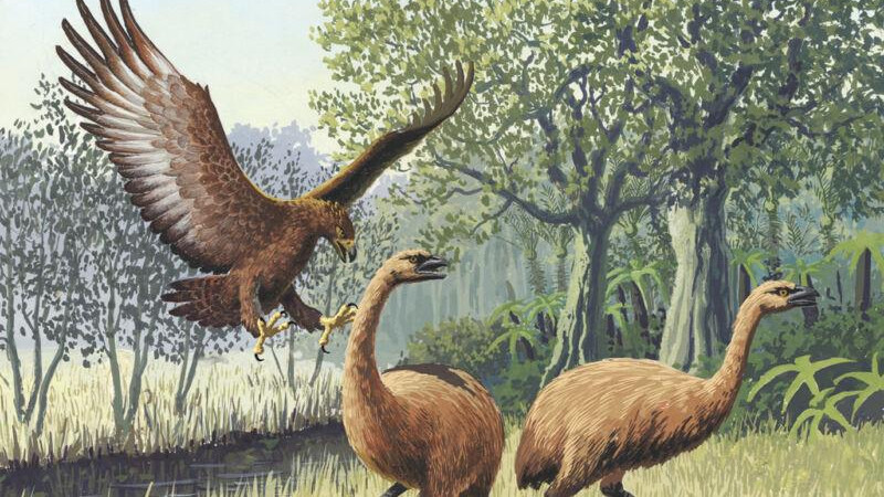 古代新西兰的顶级猎食者：哈斯特巨鹰的入侵和灭绝