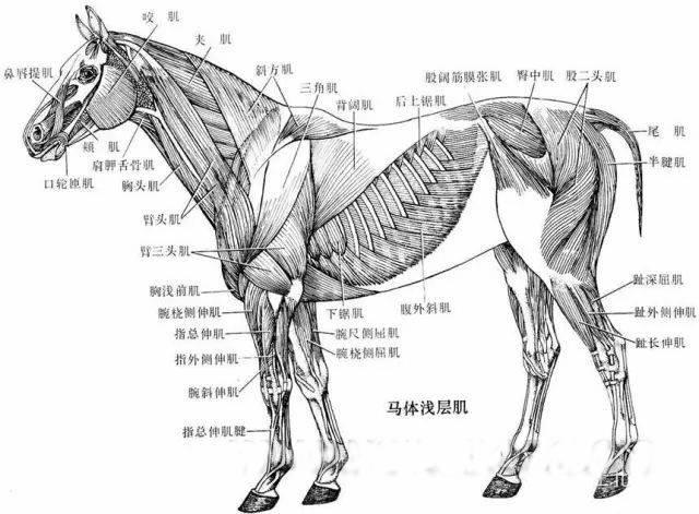 为什么马的腿断了就只能死亡呢?四足动物失去一条腿意味着什么?
