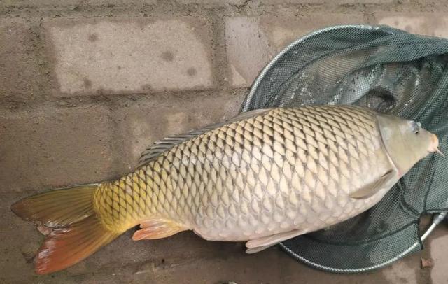 |比空军更难受的事,是同伴钓到鱼了!盘点钓鱼人的那点“坏心思”