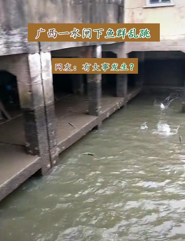 |广西一水闸下鱼群乱跳，甚至有大鱼跳上岸，网友：怕是有大事发生