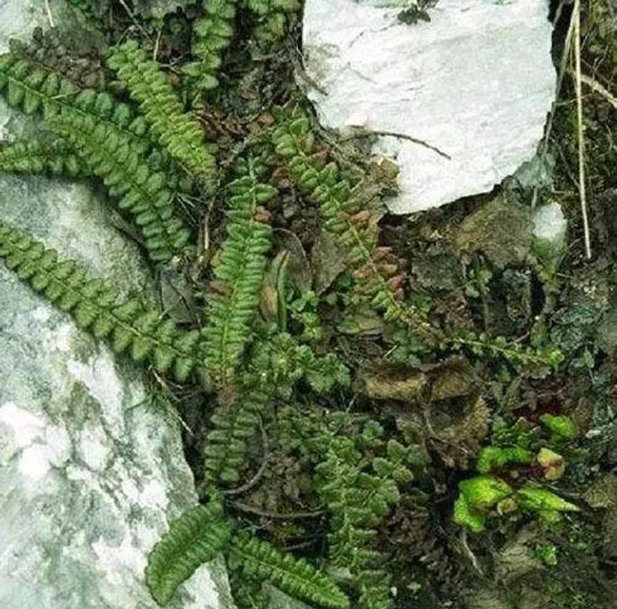 四川小金县海拔4600米处,发现极危植物玉龙蕨,网友:山上经常见