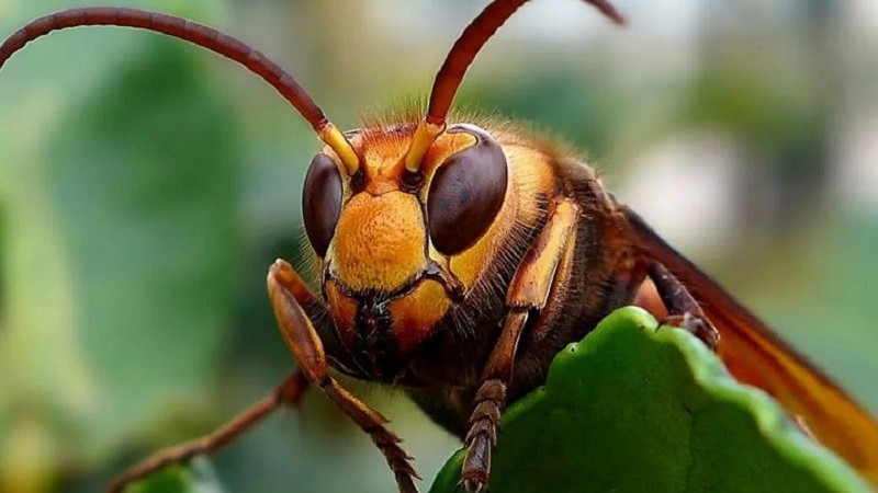 大黄蜂战斗实力爆表，亚洲蜜蜂却不怕它，它有何绝招能抗击天敌？