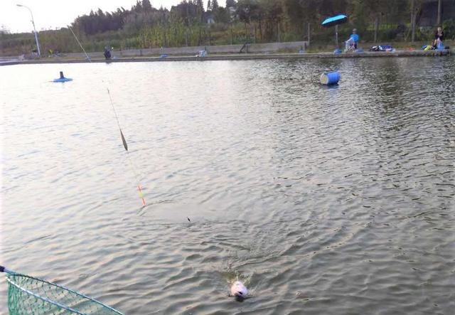 |早春钓鱼垂钓的水深很重要，根据天气钓深或钓浅，连竿上鱼不断