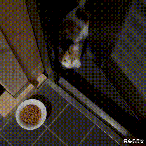 流浪猫如何成为宠物猫？跟踪它们的主人，每天赖在他家门口不离开