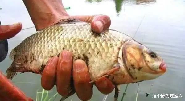 大板鲫|把早口鱼钓好并不难。上鱼窗口期你明确吗？打窝与抽窝哪个效果好