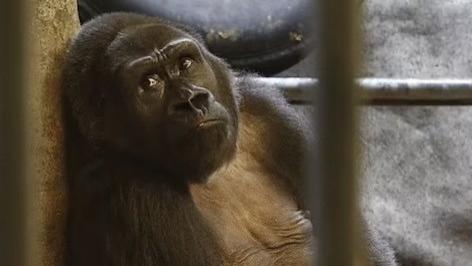 被关进商场铁笼30多年，这只世界上最孤独的大猩猩，时间不多了！