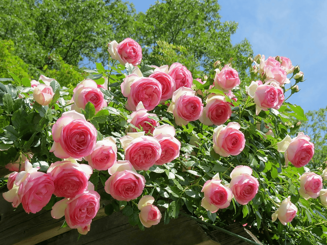 买了栋，复式双露台房，历时4年改造成露台花园，太好看了