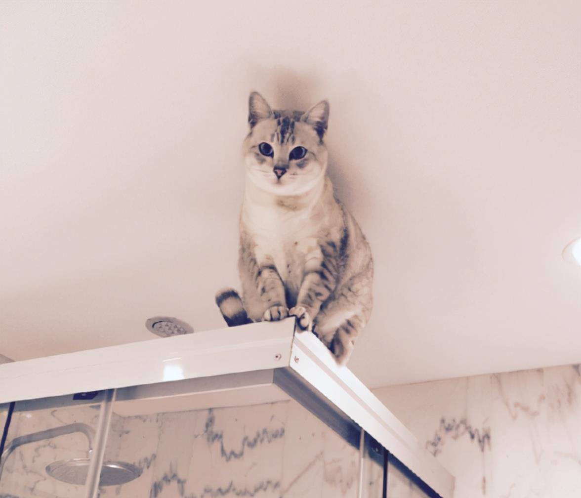 相声|晒晒胡歌现实中的家，家里有玩偶还养了猫，一看他就是个暖男了