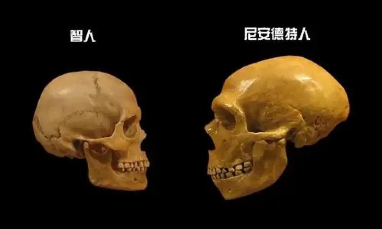 我国发现“郧县人3号”，生活在100万年前，它是中国人的祖先吗？