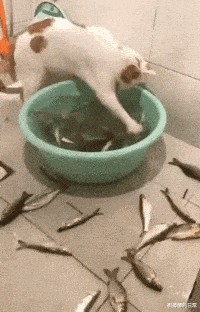 王宝强|“为什么要背叛王宝强?兄弟你睁大眼睛看看她是谁啊”