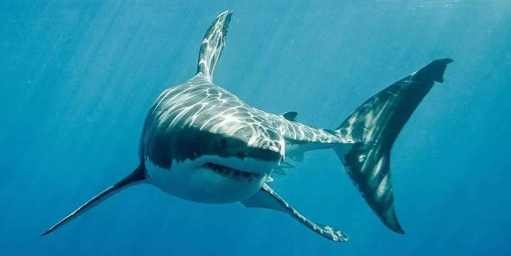 关于鲨鱼的知识，鲨鱼真的对人类有威胁吗？
