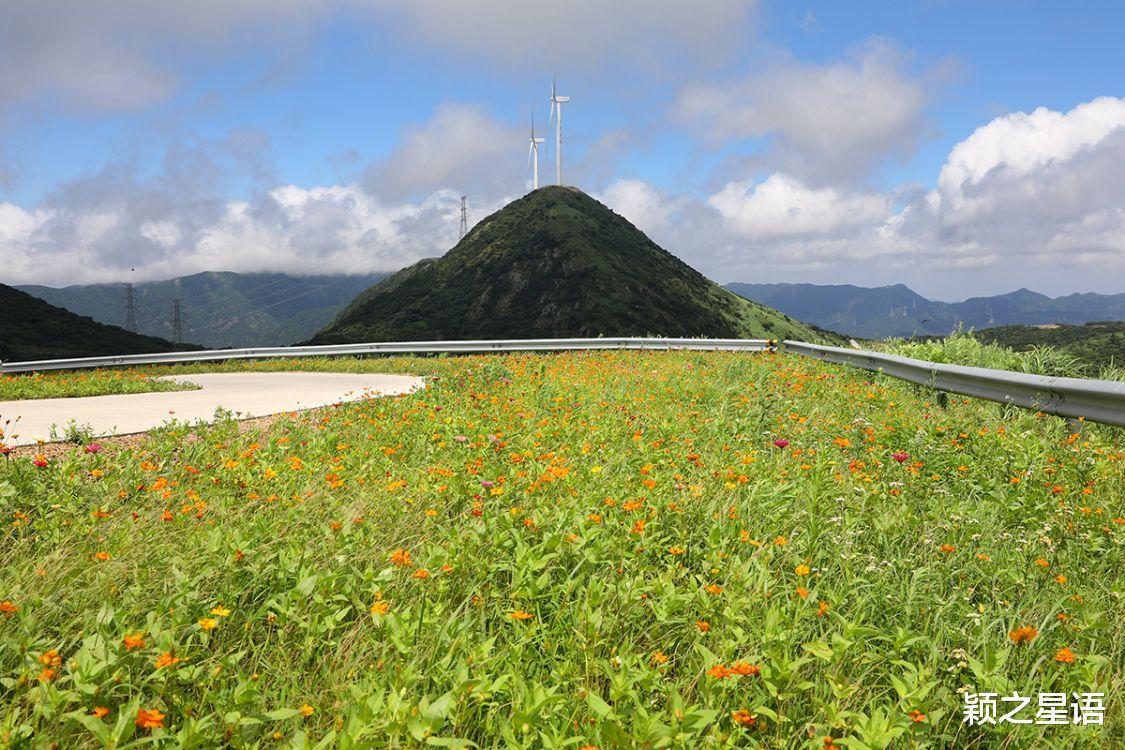 宁波|漫山遍野芦花荡漾，沉醉！沉醉！忘却身在凡尘里