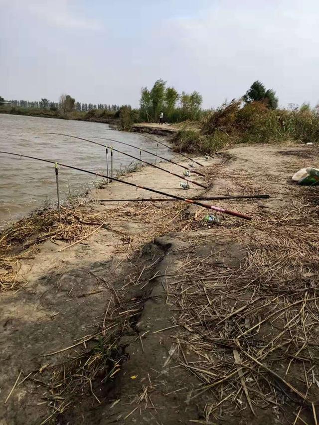 鳕鱼|海竿钓江河鲤鱼，选位是个技术活儿