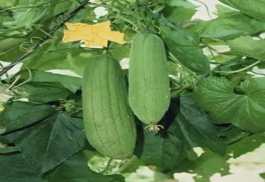 气溶胶|经常有人用丝瓜络来刷碗,其实它还有别的用处,你们知道吗?