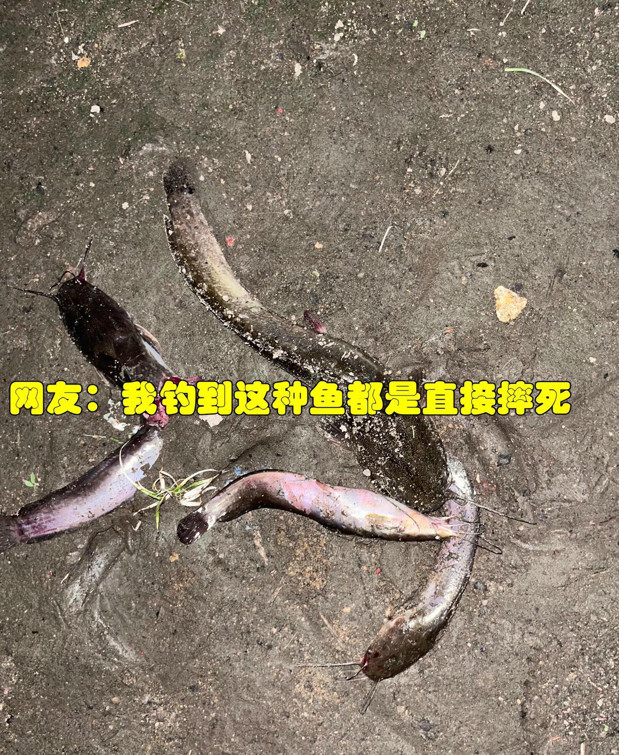 福建省|福建南平：外公钓回来许多大鱼，长一米，重20多斤！男子却发愁了，这些鱼能吃吗？