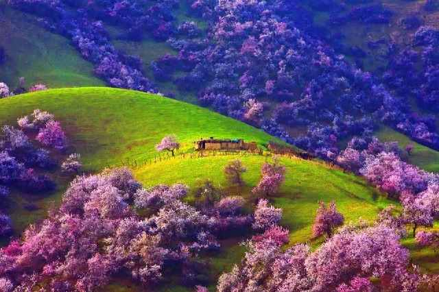 广东省|没有来过这5个地方，就不算到过伊犁