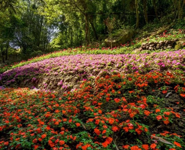 汶川|约！汶川『6月花花世界』已上新！