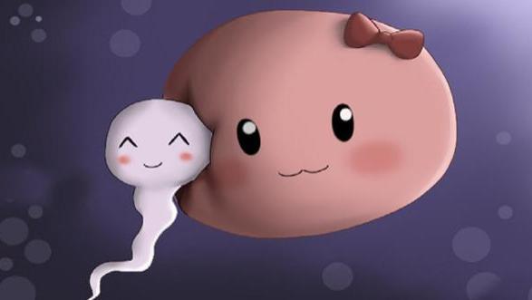 哪种动物的“蛋蛋”最大？
