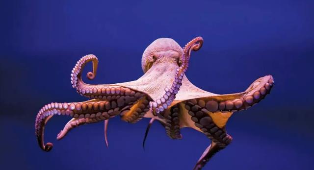 章鱼生下来就是“孤儿”,交配意味着死亡,可能是外星生物?