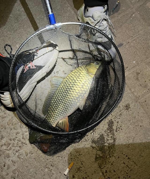 深圳市|一天钓几十斤鱼却从不吃一条？深圳钓鱼人：观澜河的鱼谁敢吃