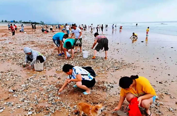 青岛市|台风过后青岛海滩上被吹来大量海鲜,大家纷纷下海,全岛过海鲜瘾