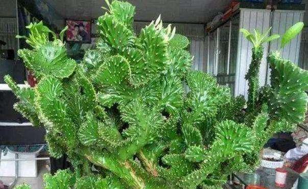 客厅养花“有讲究”,别随便,这6种,高档有格调,还能净化空气